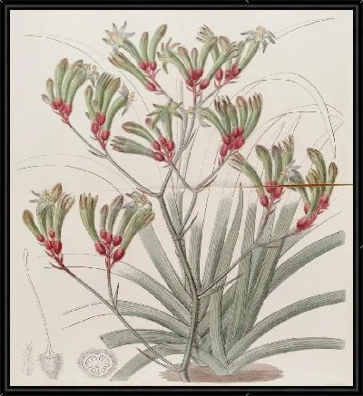 Картина Анигозантус желтоволосый двухцветный (1815-1819)