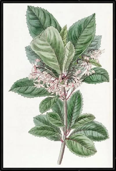 Картина Ардизия зубчатая (1815-1819)