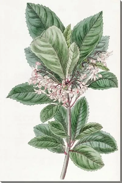 Картина Ардизия зубчатая (1815-1819)