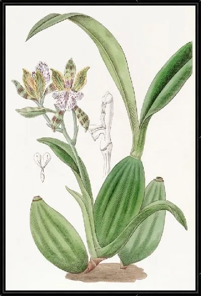 Картина Аспазия пестрая (1815-1819)