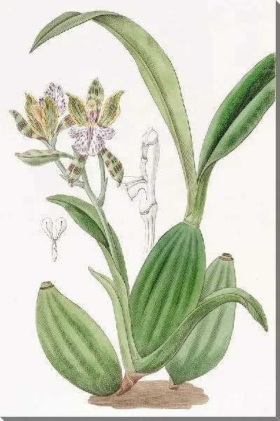 Картина Аспазия пестрая (1815-1819)