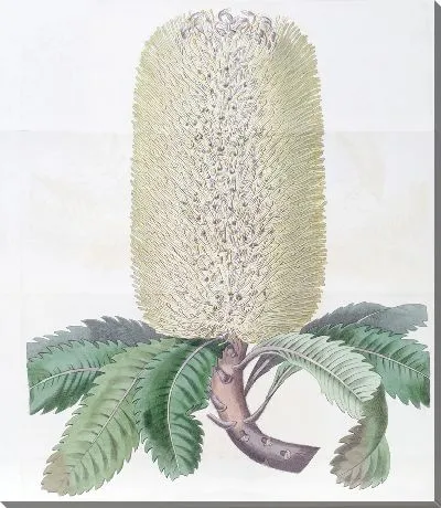 Картина Банксия волнистолистная (1815-1819)