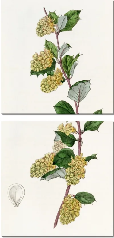 Картина Барбарис белый (1815-1819)