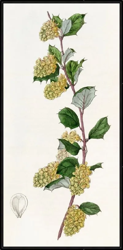 Картина Барбарис белый (1815-1819)