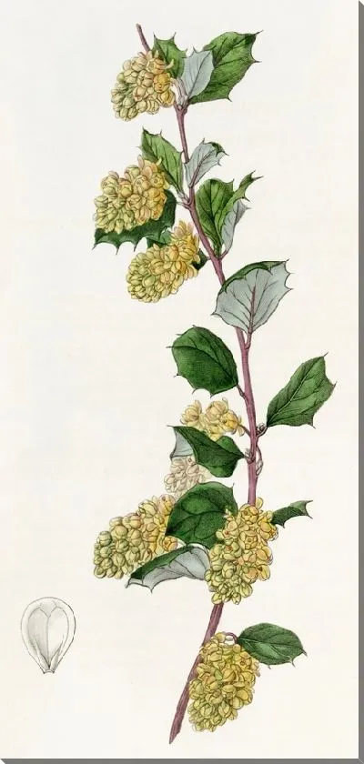 Картина Барбарис белый (1815-1819)