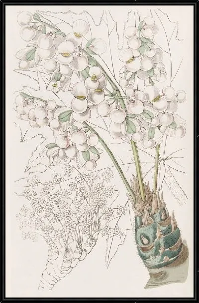 Картина Бегония толстостебельная (1815-1819)