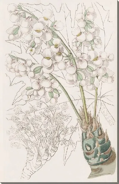 Картина Бегония толстостебельная (1815-1819)