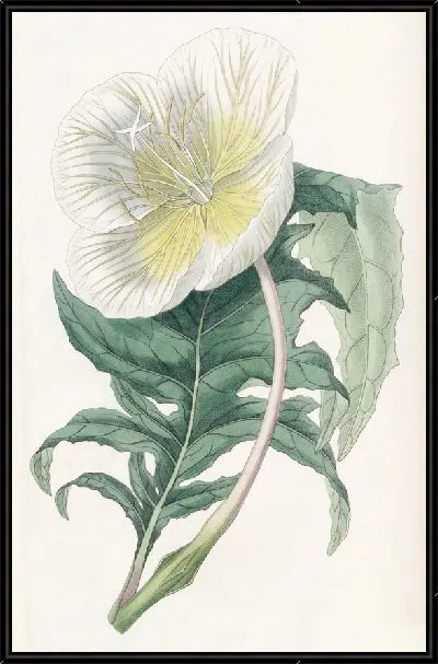 Картина Белая примула вечерняя (1815-1819)