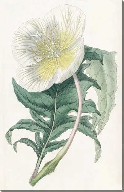 Картина Белая примула вечерняя (1815-1819)