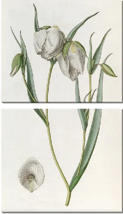 Картина Белая Циклоботра (1815-1819)