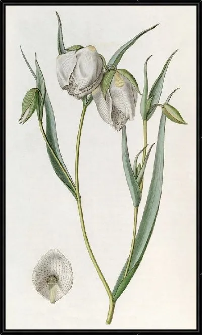 Картина Белая Циклоботра (1815-1819)