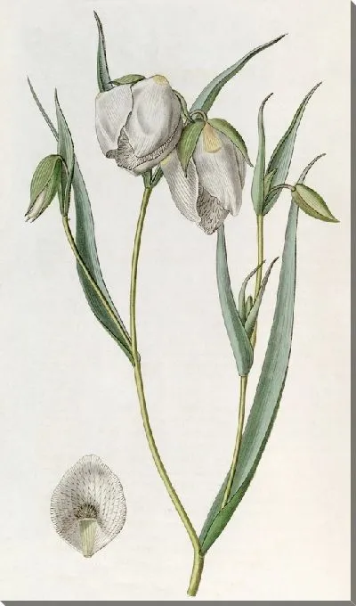 Картина Белая Циклоботра (1815-1819)