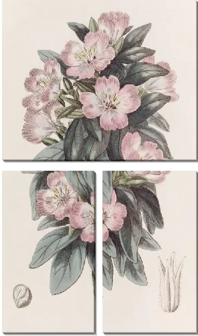 Картина Белесая Годеция (1815-1819)
