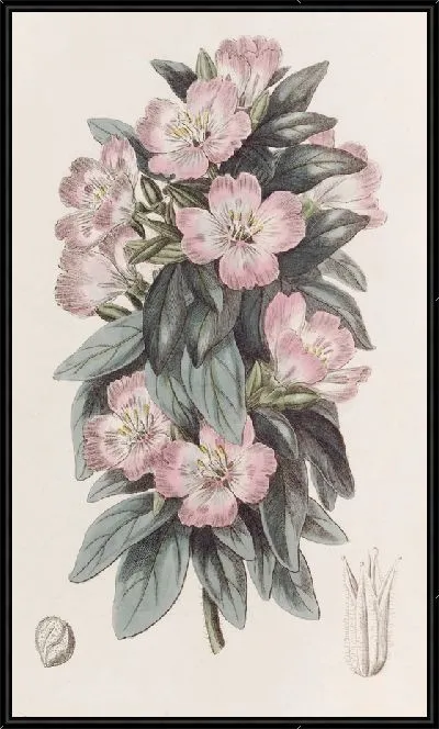 Картина Белесая Годеция (1815-1819)