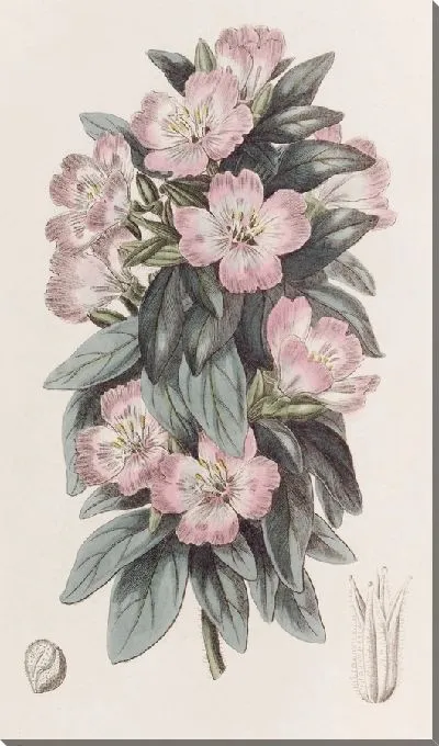 Картина Белесая Годеция (1815-1819)