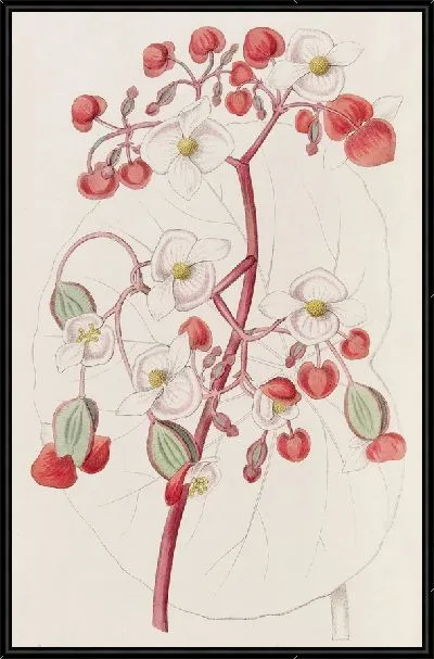 Картина Бело-Алая Бегония (1815-1819)