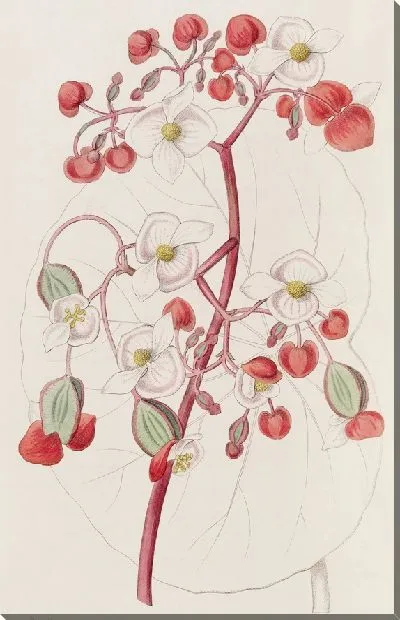 Картина Бело-Алая Бегония (1815-1819)