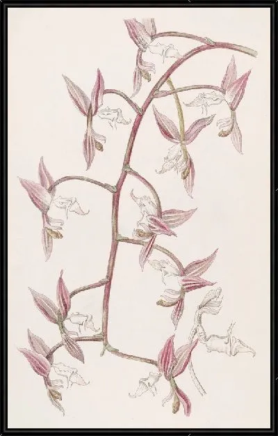 Картина Белогубая Гонгора с жабьей кожей (1815-1819)