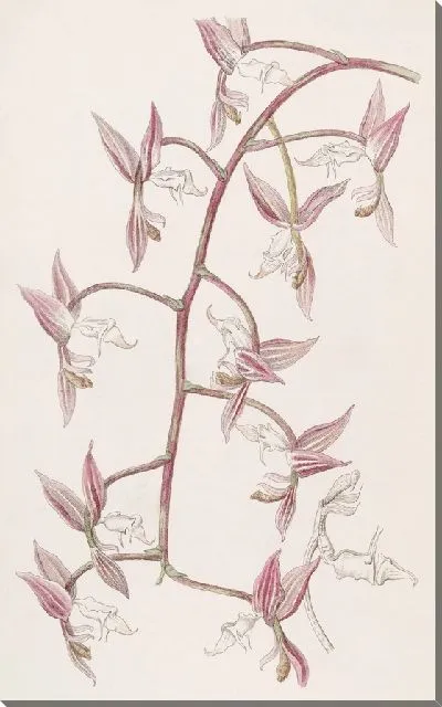 Картина Белогубая Гонгора с жабьей кожей (1815-1819)