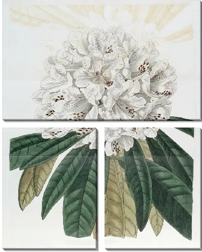Картина Белодревесный рододендрон (1815-1819)