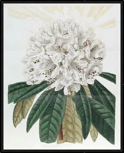 Картина Белодревесный рододендрон (1815-1819)