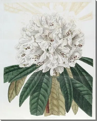 Картина Белодревесный рододендрон (1815-1819)