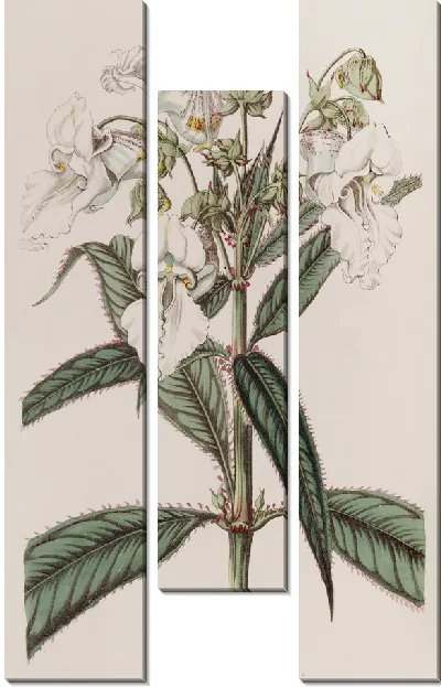 Картина Белый бальзам (1815-1819)