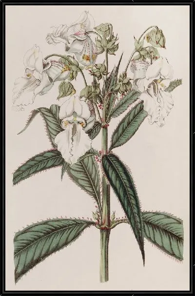 Картина Белый бальзам (1815-1819)