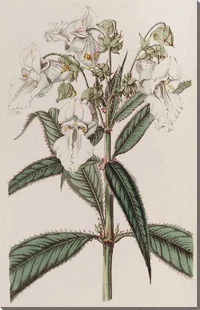 Картина Белый бальзам (1815-1819)