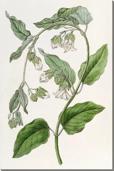 Картина Белый мочевой пузырь (1815-1819)