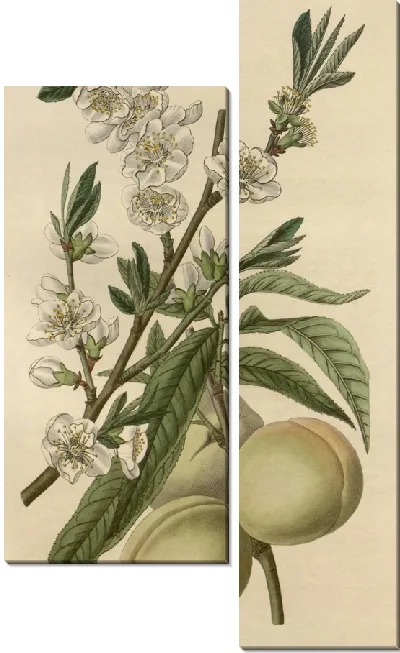 Картина Белый персик (1815-1819)