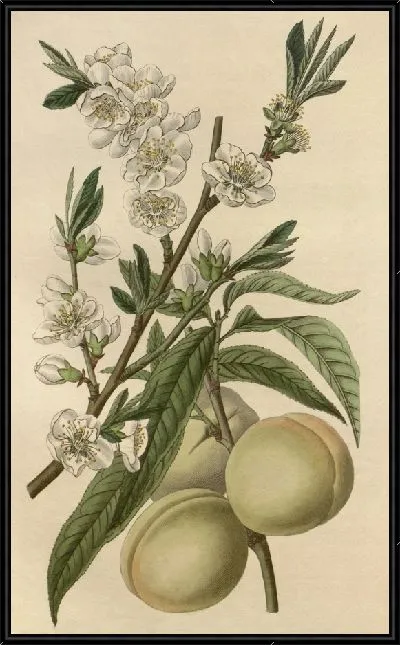 Картина Белый персик (1815-1819)