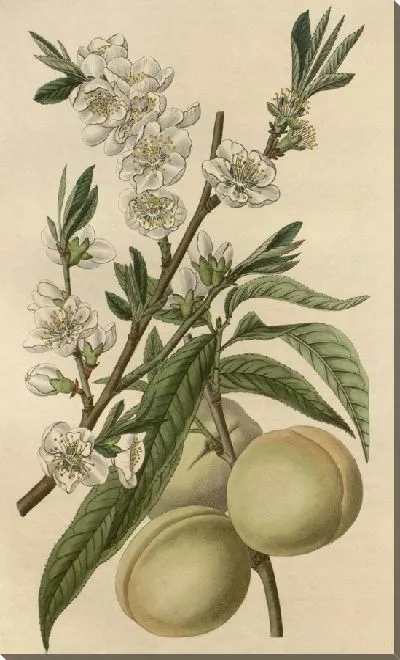 Картина Белый персик (1815-1819)