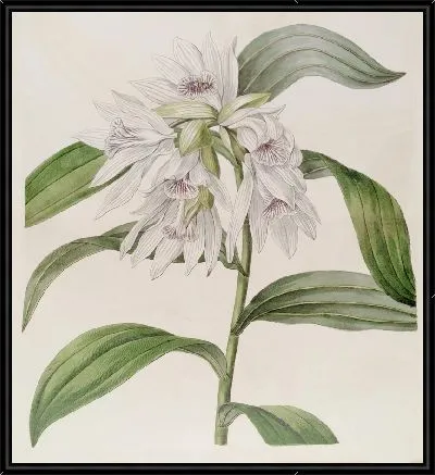 Картина Белый Фай (1815-1819)