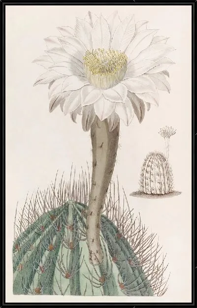 Картина Белый факел-чертополох (1815-1819)