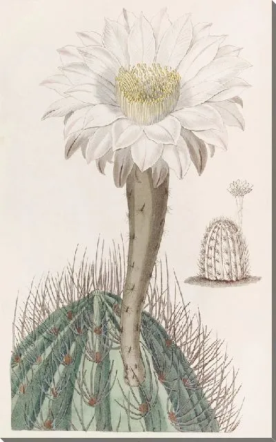 Картина Белый факел-чертополох (1815-1819)