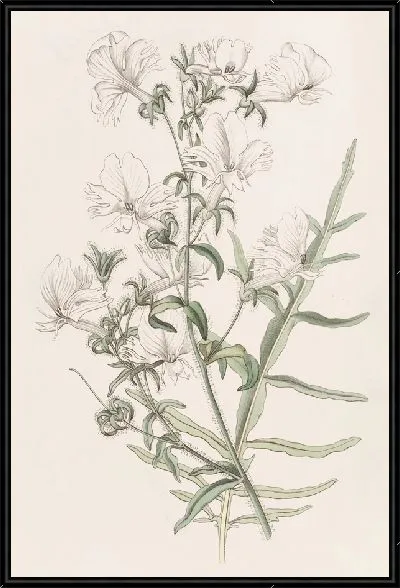 Картина Белый Шизантус (1815-1819)