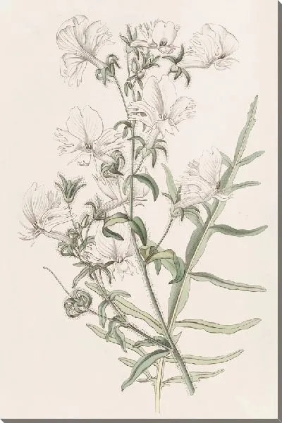 Картина Белый Шизантус (1815-1819)
