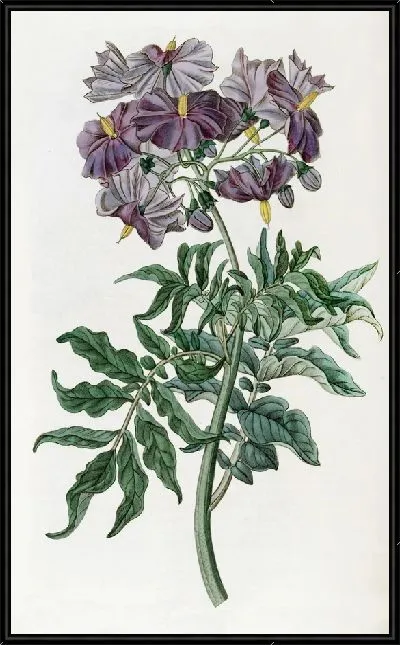 Картина Бесклубневый паслен (1815-1819)