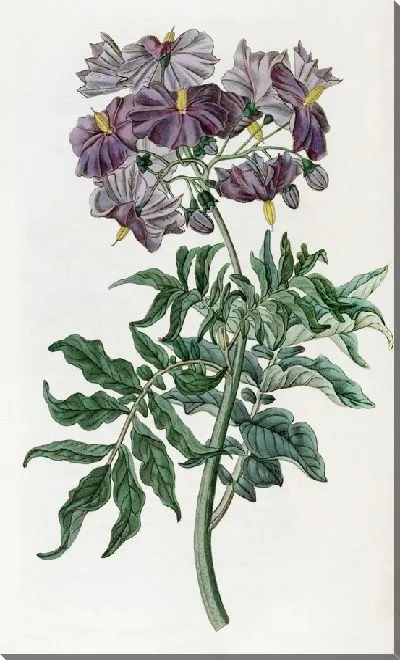 Картина Бесклубневый паслен (1815-1819)