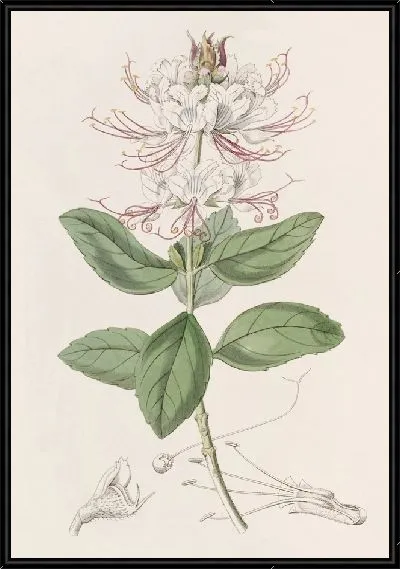 Картина Беций двухцветный (1815-1819)