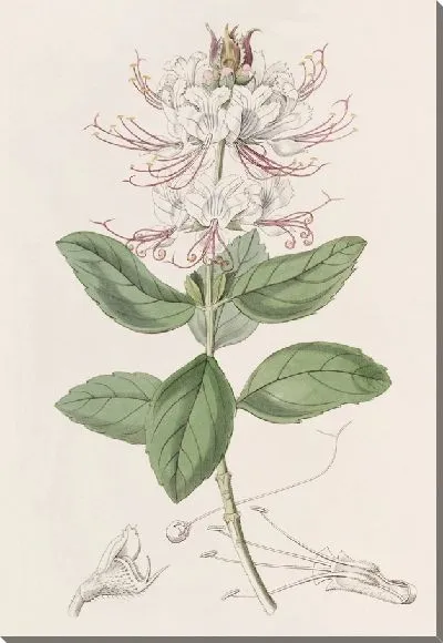 Картина Беций двухцветный (1815-1819)