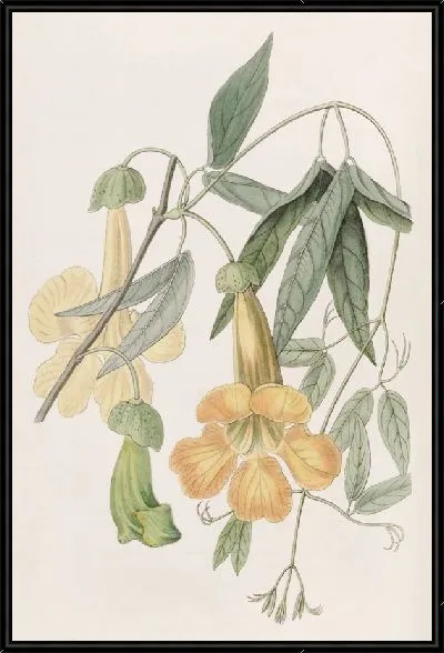 Картина Бигнония Твиди (1815-1819)