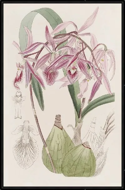 Картина Бородавчатый эпидендрум (1815-1819)