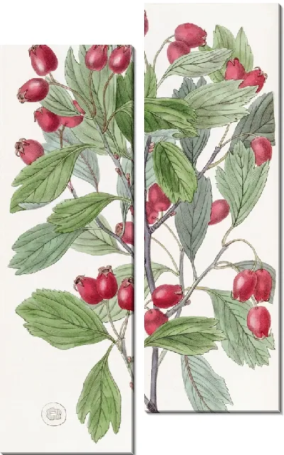 Картина Боярышник разнолистный (1815-1819)