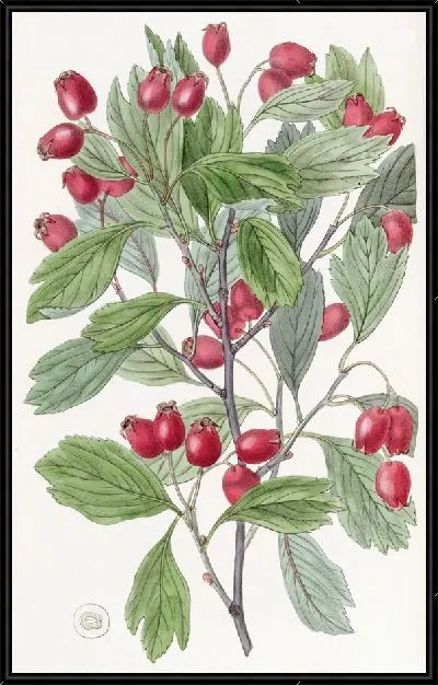 Картина Боярышник разнолистный (1815-1819)