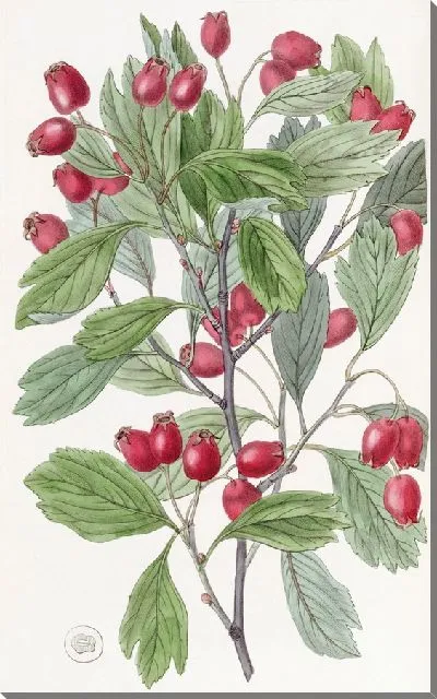 Картина Боярышник разнолистный (1815-1819)