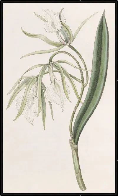 Картина Брасавола с венчатыми губами (1815-1819)