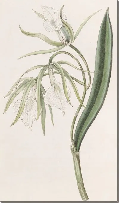 Картина Брасавола с венчатыми губами (1815-1819)