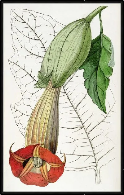 Картина Бругмансия двухцветная (1815-1819)